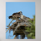 Poster van mama en Baby Osprey (Voorkant)