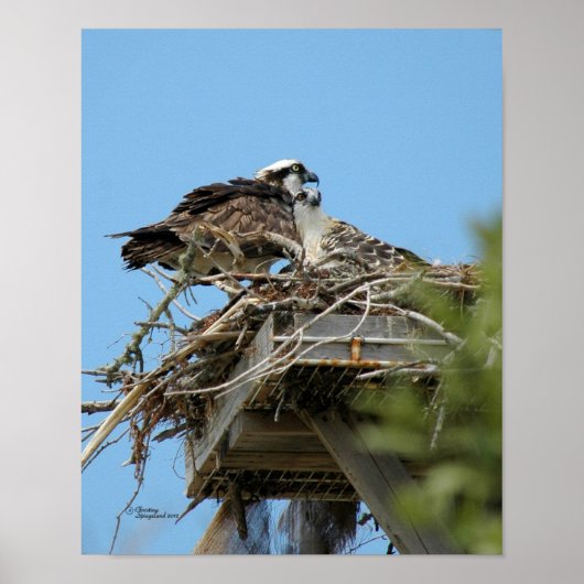 Poster van mama en Baby Osprey (Voorkant)