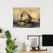 Poster van Mannelijke Lion (Thuiskantoor)