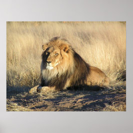 Poster van Mannelijke Lion