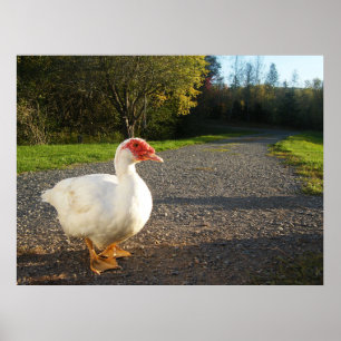 Poster van Mannelijke Muscovy Duck
