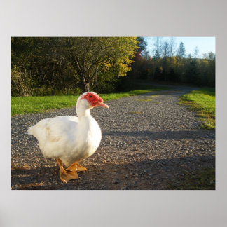Poster van Mannelijke Muscovy Duck