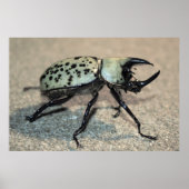 Poster van Mannelijke Oost-Hercules Beetle (Voorkant)