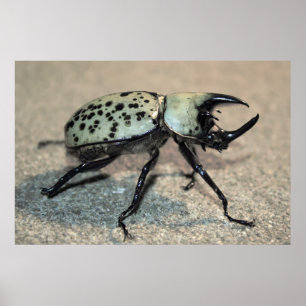 Poster van Mannelijke Oost-Hercules Beetle