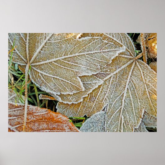 Poster van Maple, bevroren (Voorkant)