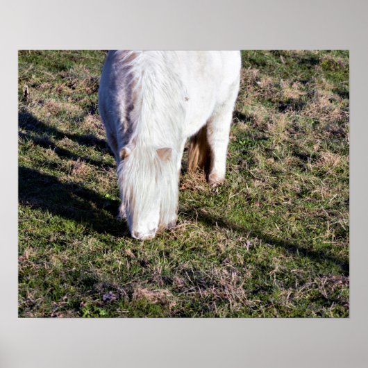 Poster van Mini Horse (Voorkant)