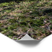 Poster van Mini Horse (Hoek)