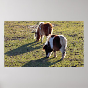 Poster van Mini Horses