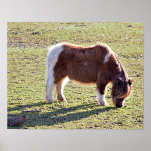Poster van Mini Horses