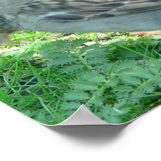 Poster van mousserende vogel (Hoek)