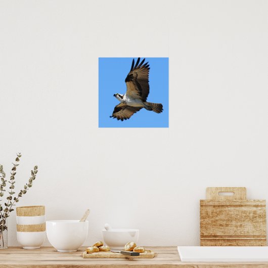 Poster van Osprey Bird (Keuken)