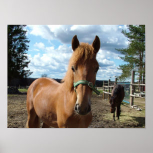 Poster van paarden