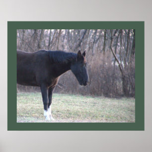 Poster van paarden