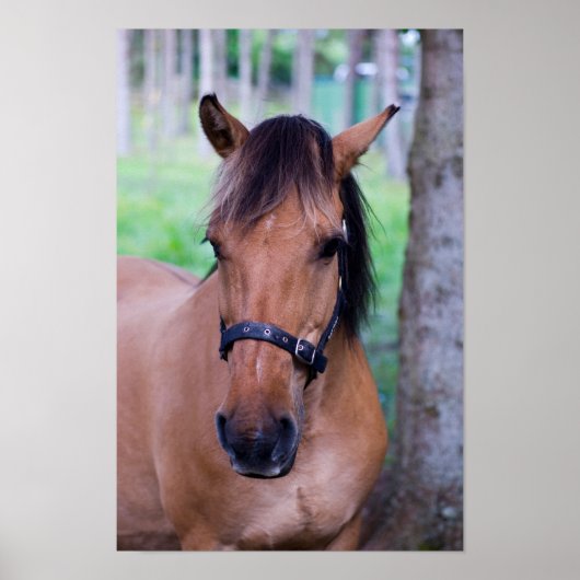 Poster van paarden (Voorkant)
