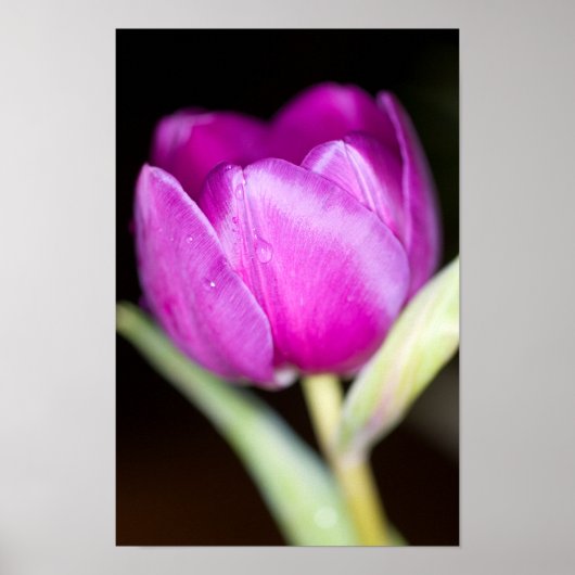 Poster van Paarse tulpenbloem (Voorkant)