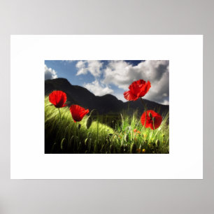 Poster van papaver
