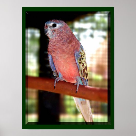 Poster van papegaai (Voorkant)