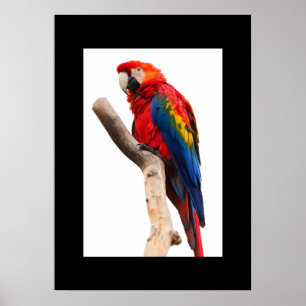 Poster van papegaai