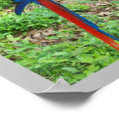 Poster van papegaai (Hoek)