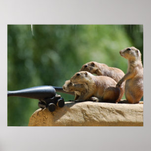 Poster van Prairie Dog Soldaten