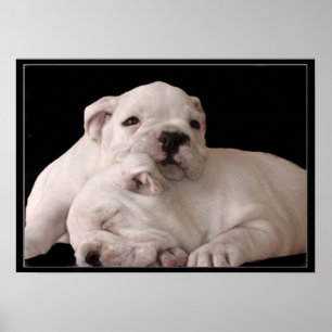 Poster van puppies van bulledog