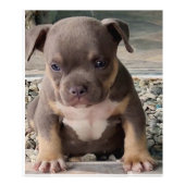 Poster van pups (Voorkant)