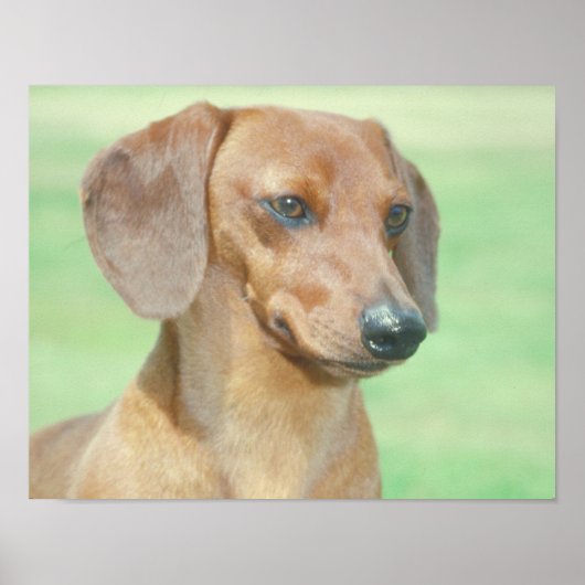 Poster van Red Dachshund (Voorkant)