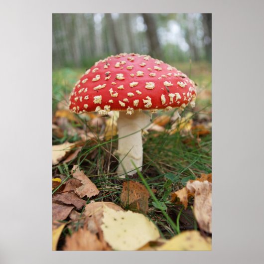 Poster van Red Fly Agaric (Voorkant)