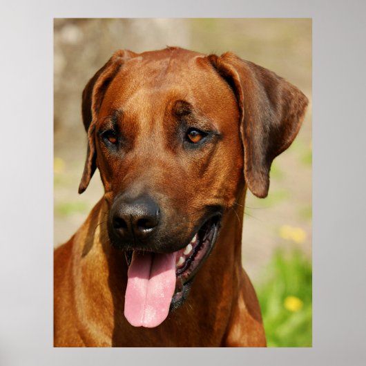 Poster van Rhodesian Ridgeback-hond. (Voorkant)