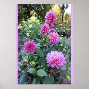 Poster van roze chrysanthemums (foto's)