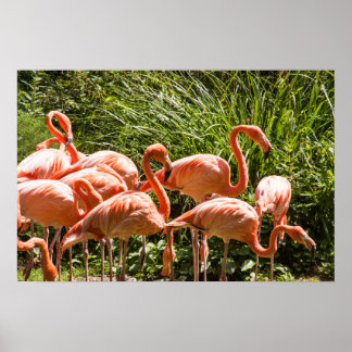 Poster van roze flessen