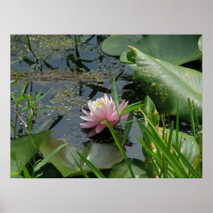 Poster van Roze Water Lily