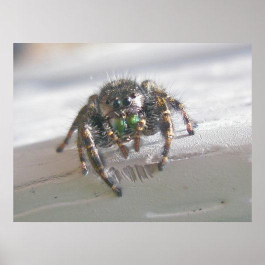 Poster van Salticid Jumping Spider (Voorkant)
