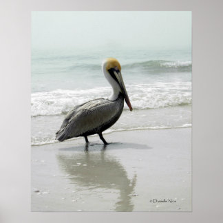 Poster van SeaFog Pelican