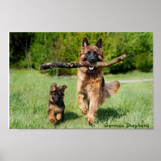 Poster van Shepherd Mam en Pup Running (Voorkant)