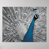 Poster van Silver en Turquoise Peacock (Voorkant)