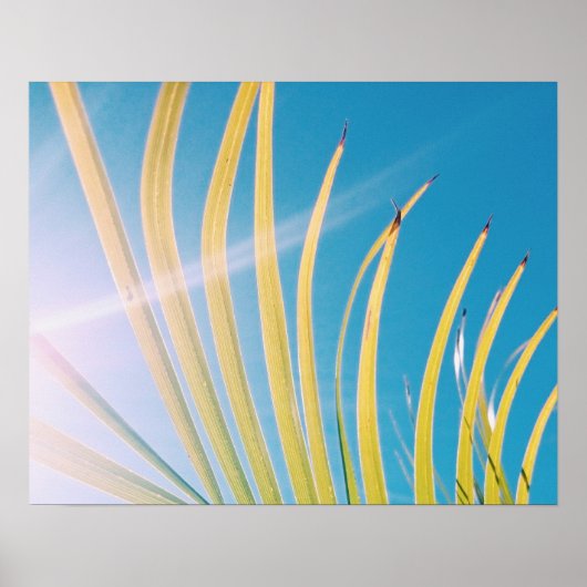 Poster van Sunny Palm Tree Leaf (Voorkant)