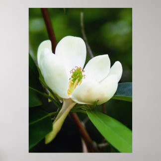 Poster van Swamp Magnolia