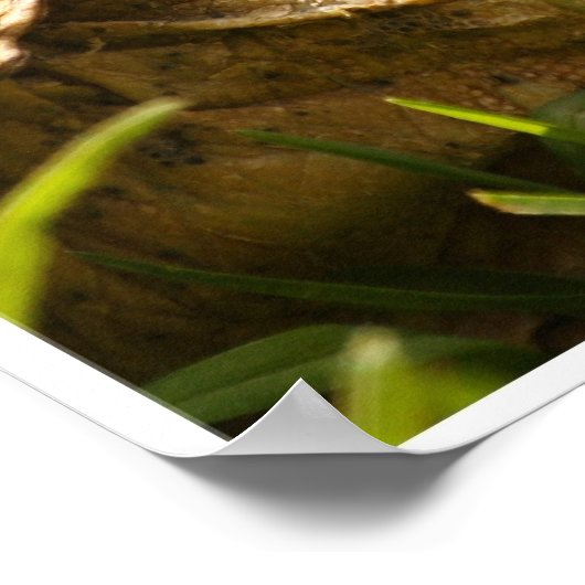 Poster van Tortoise (Hoek)