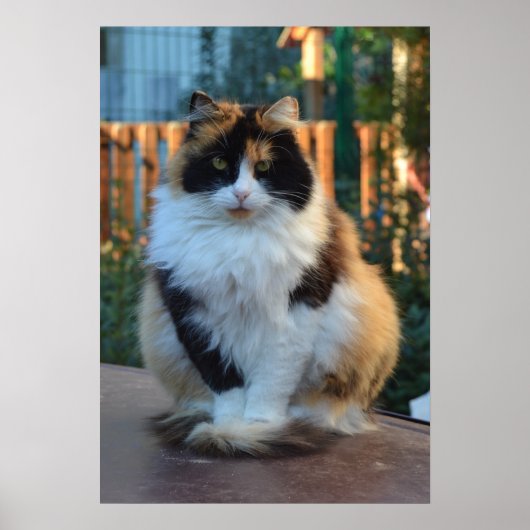 Poster Van turc (Devant)