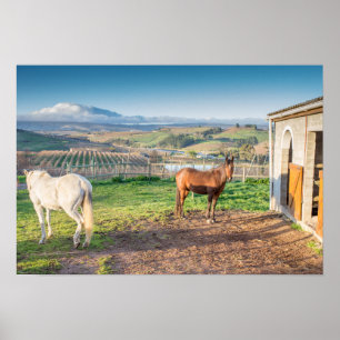 Poster van twee Arabische paarden