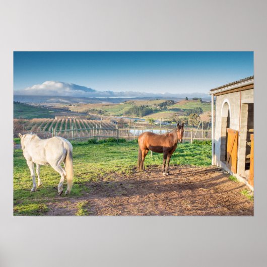 Poster van twee Arabische paarden (Voorkant)