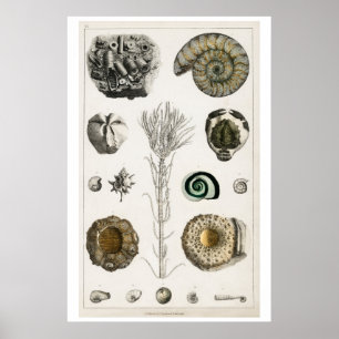 POSTER VAN VINTAGE "FOSSILEN" DOOR OLIVER GOLDSMIT