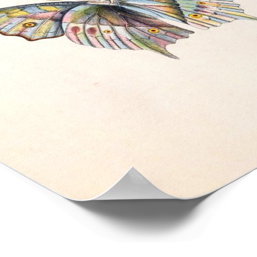  Poster van vlinder (Hoek)