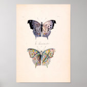  Poster van vlinder (Voorkant)