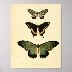 poster van vlinder
