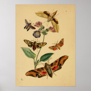 Poster van vlinder