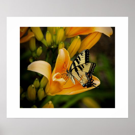 Poster van vlinder (Voorkant)