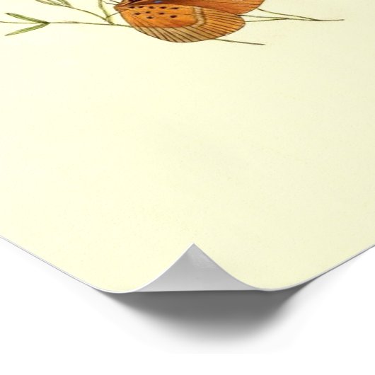 Poster van vlinder (Hoek)