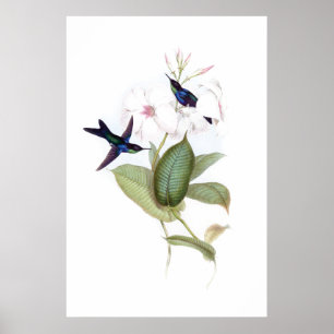 Poster van vogels